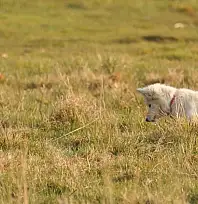 Van kedisine benzetti, fare avlayan köpek olduğu ortaya çıktı