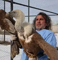 Van YYÜ'de tedavisi tamamlanan yırtıcı kuşlar yeniden doğaya kanat açıyor