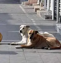 Vangölü Aktivistleri: Sokak hayvanlarına dair uygulamalar yeniden gözden geçirilmeli