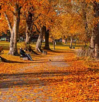Vanlılar sonbaharın tadına varacak