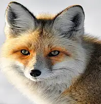 Yaban hayvanlarının yerleşim yerlerine inmesi endişelendiriyor