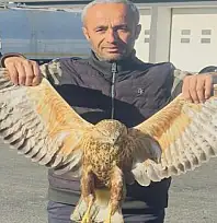 Yaralı baykuşu tedavi altına alındı