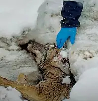 Yaralı halde bulunan kurt tedavi altına alındı