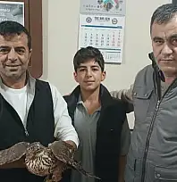 Yaralı şahin tedavi altına alındı