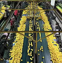 Yeni yıl öncesi narenciyede yoğun hasat