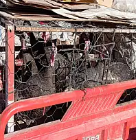 Yılbaşı öncesi hindi satışlarına yoğun ilgi