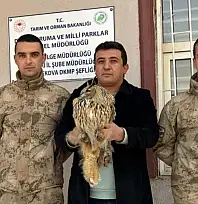 Yüksekova'da boynuzlu baykuş tedavi altına alındı