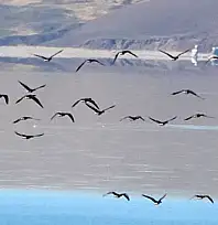 Zorlu göçün durağı Erçek Gölü