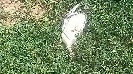 Başıboş köpekler dehşet saçtı