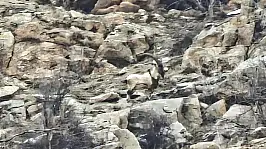 Hizan'da nadir görülen dağ keçileri görüntülendi