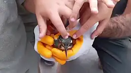 Van'da bitkin bulunan yalı çapkını özgürlüğe uçtu