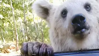 Aslan: Yaban hayatına müdahale ekolojik dengeyi bozuyor