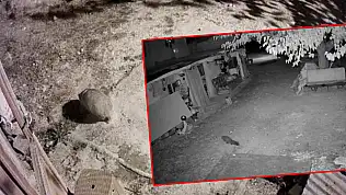 Türkiye'de nadir görülen bal porsuğu ile sansar görüntülendi