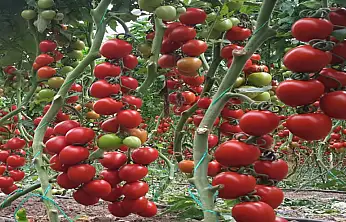 Atıl araziler üretime kazandırılıyor: Fide başvuruları başladı