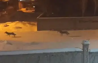 Başkale'de aç kalan kurtlar ilçeye indi