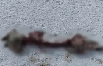 Başkale'de aç kalan kurtlar köpeği parçaladı