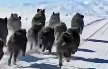 Başkale'de domuz sürüsü görüntülendi