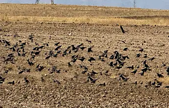 Başkale'deki çiftçilerin kargalarla başı belada