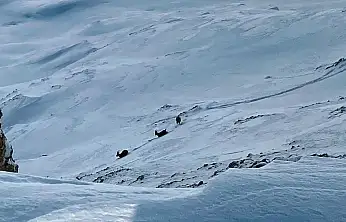 Çatak'ta dağ keçileri görüntülendi