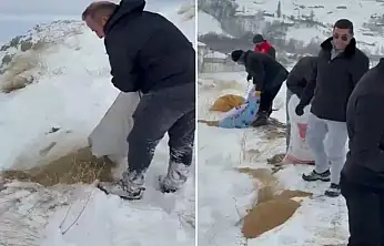 Dağ keçileri için yem bırakıldı