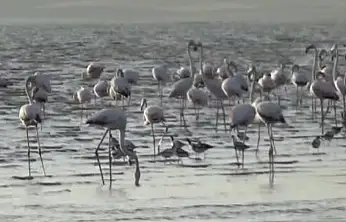 Erçek Gölü'nde flamingoların renkli dansı