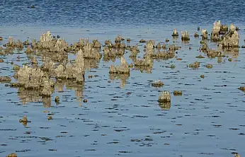 Erçek Gölü'nde su çekilince mikrobiyalitler ortaya çıktı