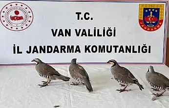 Erciş'te kaçak keklik avına geçit yok: 4 keklik ele geçirildi