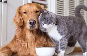 Evcil hayvan sahiplerine uyarı