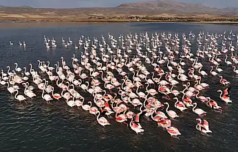Flamingolar, Erçek Gölü'ndeki konaklama süresini uzattı
