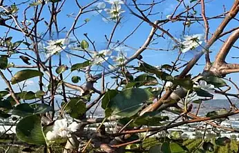 Gevaş'ta armut ağacı Aralık ayında çiçek açtı