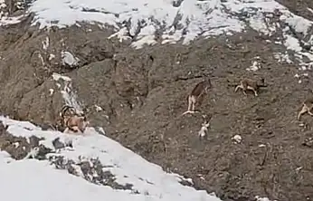 Güzeldere'nin karla kaplı yamaçlarda dağ keçileri görüntülendi