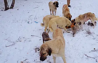 Hayvanseverlerden duyarlılık çağrısı: Doğaya yem bırakın