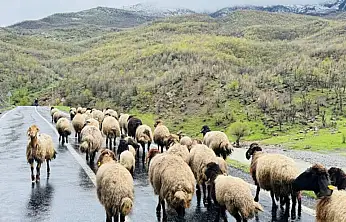 Küçükbaş hayvanlar yaylalardan ovalara iniyor
