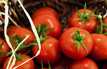 Muradiye'de Domates Yetiştiriciliği projesi için ön başvurular başladı