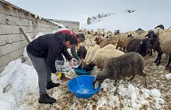 Muradiye'de hayvan yetiştiricilerine kış desteği