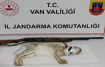 Muradiye'de yaban tavşanı avlayana para cezası