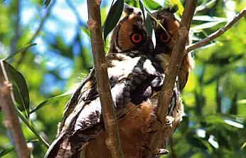 Özalp'te kulaklı orman baykuşu görüntülendi