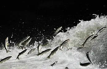 Prof. Dr. Alaeddinoğlu: İnci kefalinin nesli ciddi tehdit altında