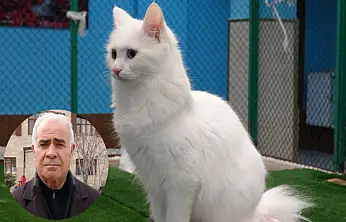 Prof. Dr. Kaya: Kediler hayatımızın ayrılmaz bir parçasıdır