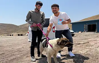 Sahibinin mezarından ayrılmayan köpek teslim alındı