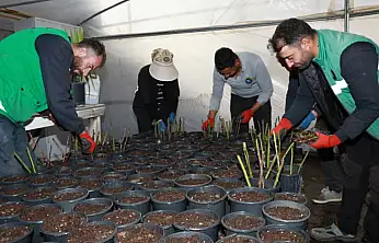 Seralarda kışın ilk fideleri dikiliyor