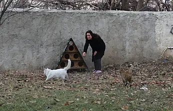 Tuşba Belediyesi'nden sokak kedileri için kış önlemi
