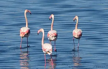 Urmiye Gölü kuruyunca flamingolar Van'a akın etti
