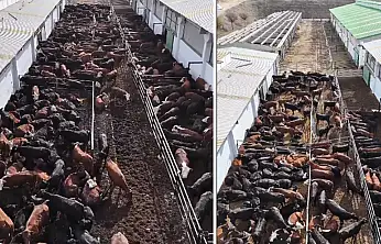 Vali Balcı: Düve Üretim Merkezi Van'a hayırlı olsun!