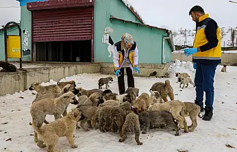 Van'da 11 Bin 500 sahipsiz hayvan tedavi edildi