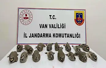 Van'da 17 kınalı keklik kurtarıldı