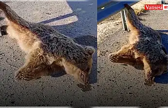 Van'da aracın çarptığı ayı telef oldu