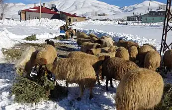 Van'da besicilerin zorlu kış mesaisi