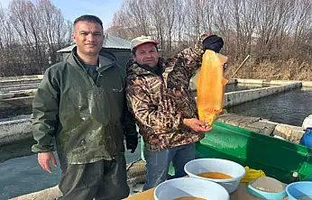 Van'da binlerce ton kapasiteli tesislerde alabalık sağımı başladı