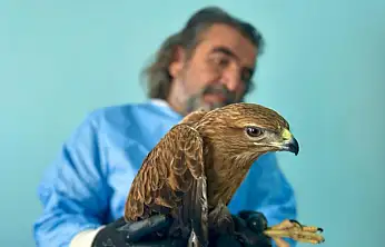 Van'da bitkin düşen yaban hayvanlarına şefkat eli